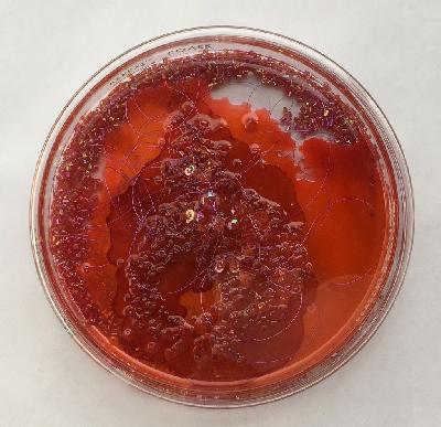 Pilar Pedroza. Cultivo de Enana Roja 1.