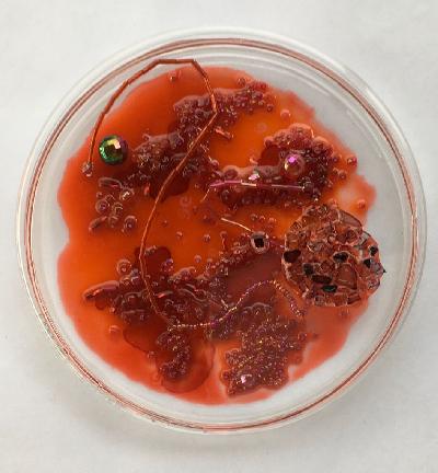 Pilar Pedroza. Cultivo de Enana Roja 2.