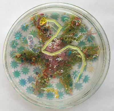 Pilar Pedroza. Equinodermos.